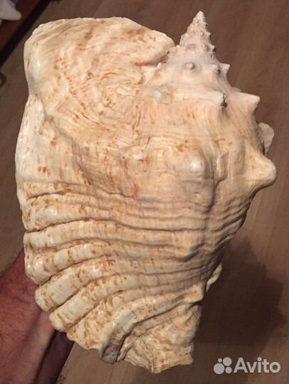 Ракушка раковина морская гигант