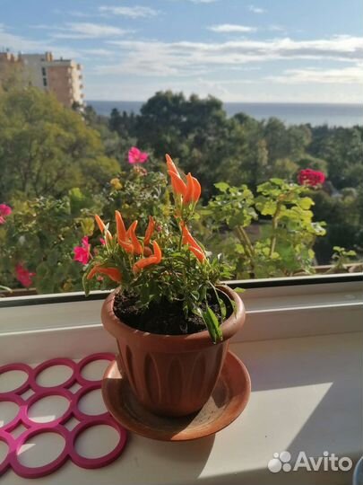 Острый перчик