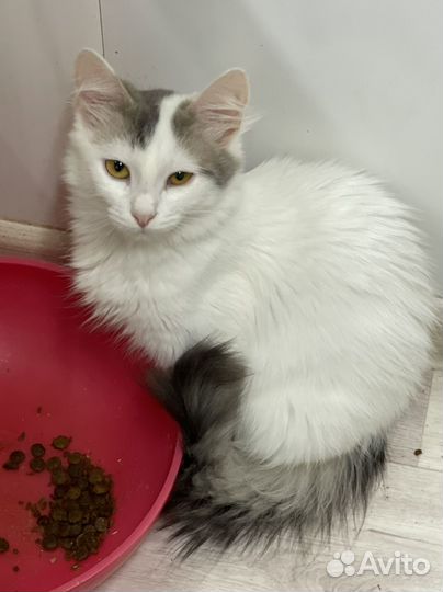 Котенок