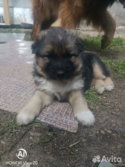 Немецкая овчарка