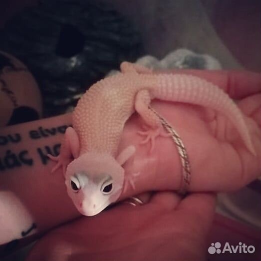 Эублефар самка