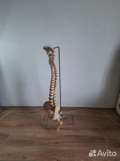 Световое табло Макет позвоночника