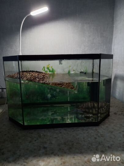 Аквариум для черепах 50 литров
