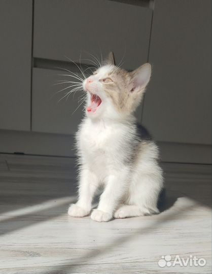 Отдам милых девочек