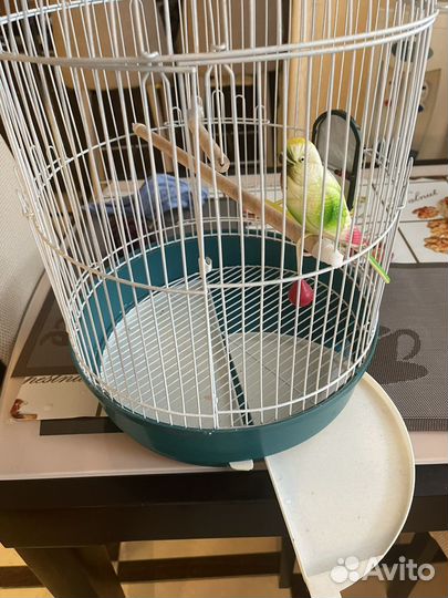 Клетка для попугая