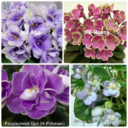 Сортовые фиалки мини