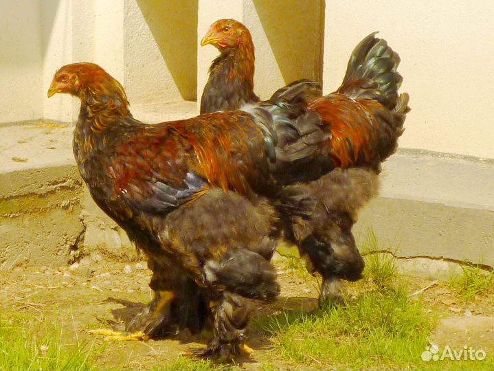 Петух Брама куропатчатая