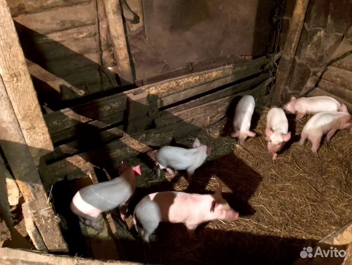 Поросята