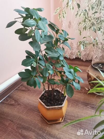 Комнатные растения