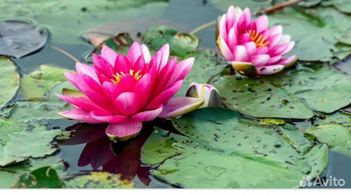 Нимфеи для водоема, отправка в регионы