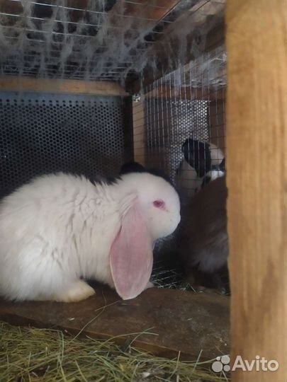 Кролики мясных пород