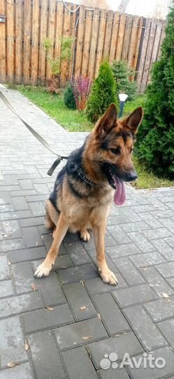 Собаки бесплатно