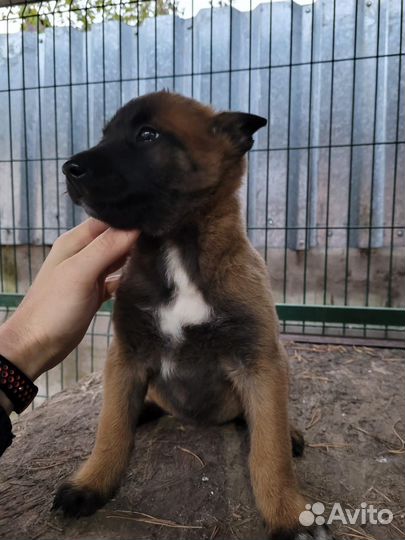 Девочки Малинуа с родословной