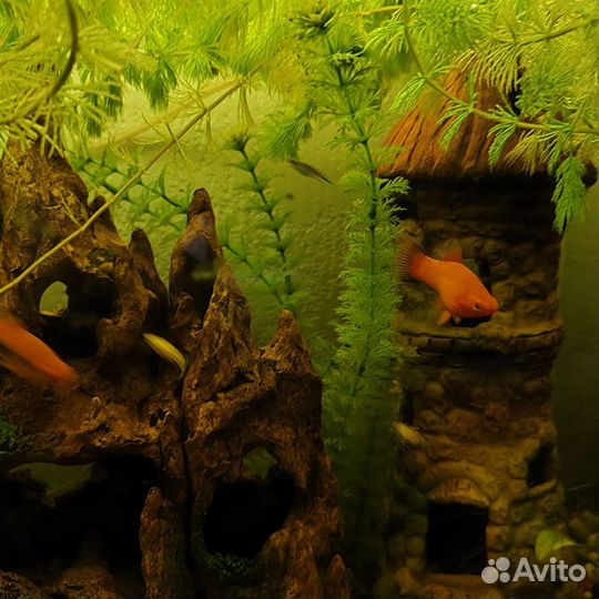 Аквариумные рыбы