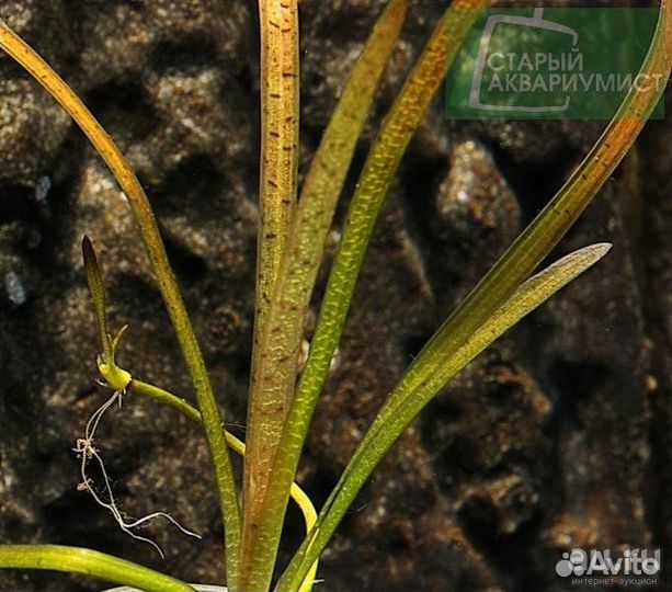 Аквариумные растения
