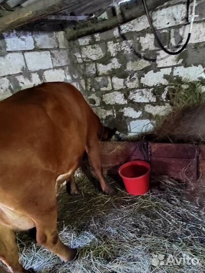 Корова высокоудойная