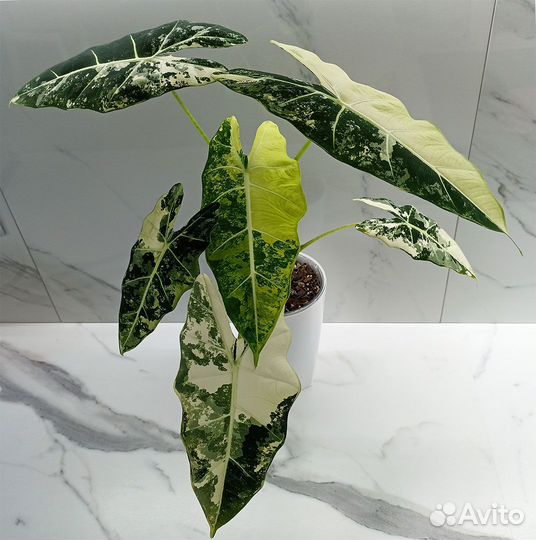 Мишольца Фрайдек