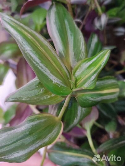 Традесканция