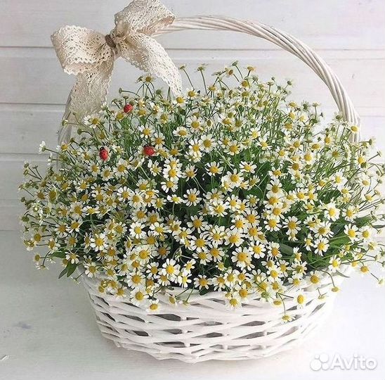 Ромашки букет