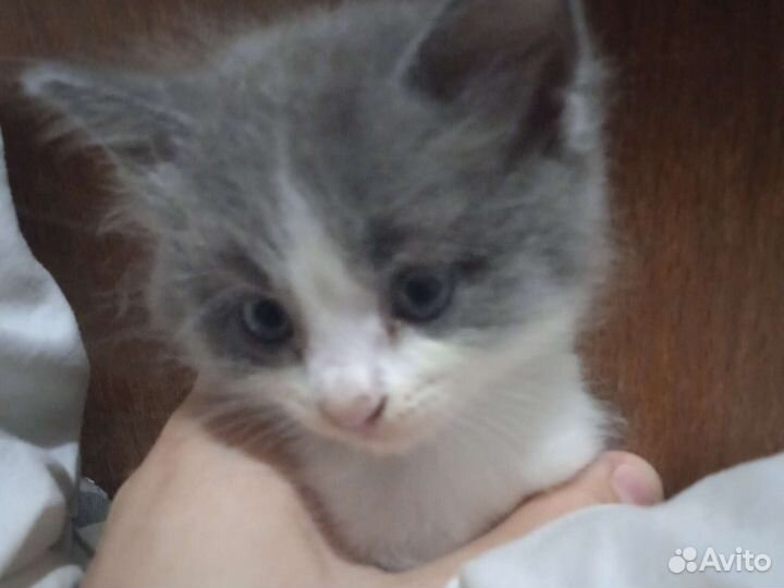 Отдаю котят