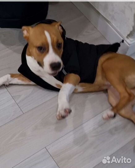 Одежда для средних собак