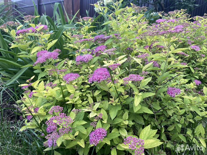 Спирея голден принцесс