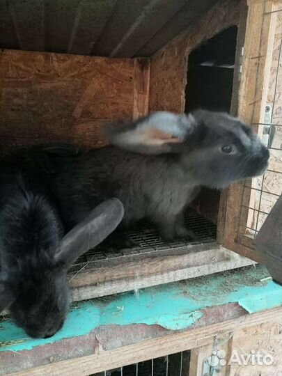 Домашний кролик