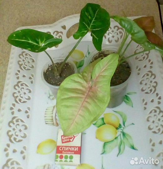 Гинура вариегатная сингониумы