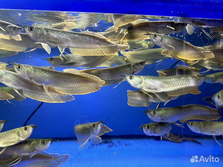 Аквариумные рыбки с доставкой Москва, Регионы