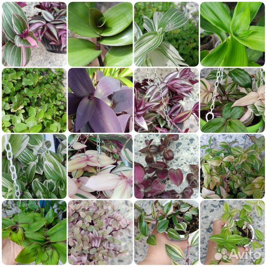 Традесканции, каллизии