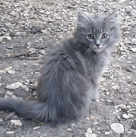 Кошка в дар