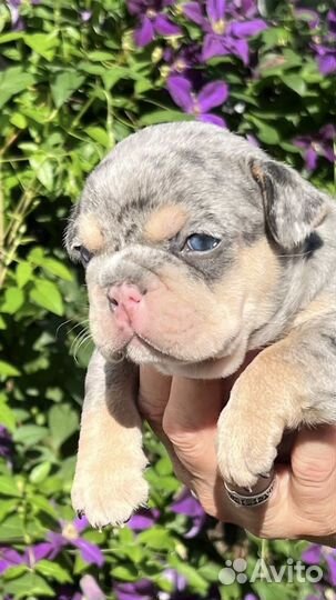 Французский бульдог