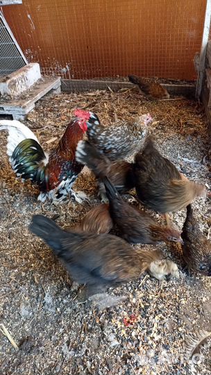 Куры декоративные