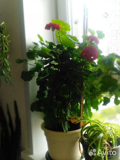 Пеларгония герань