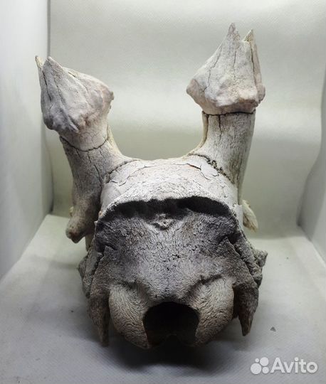 Череп косули