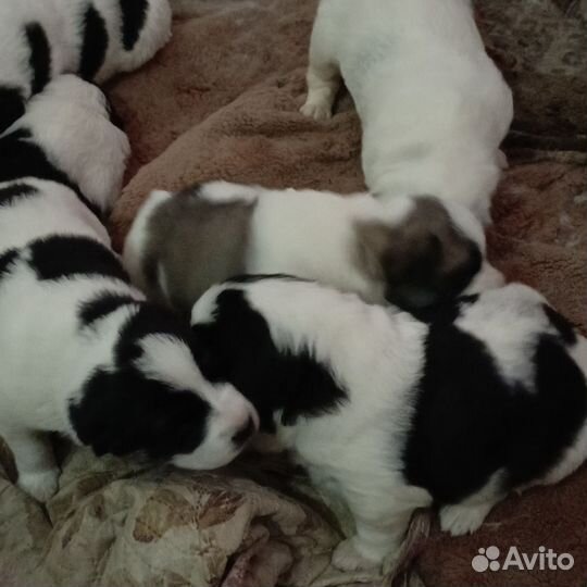 Продам щенков алабая