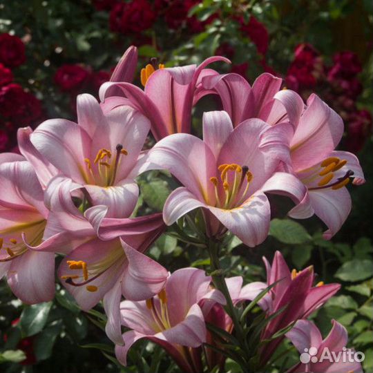 Лилии луковицы