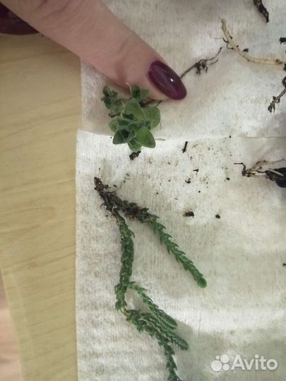 От 5 июня Зеленый своп/продажа комнатные растения