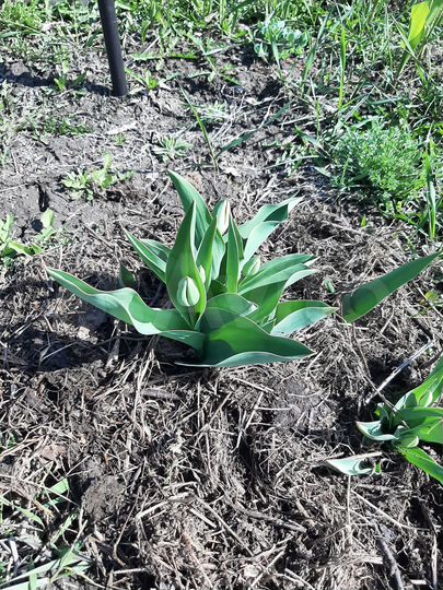 Участок 6,3 сот. (СНТ, ДНП)