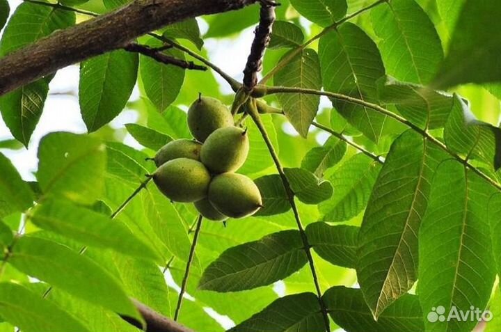 Саженцы Маньчжурского ореха 1-3 года