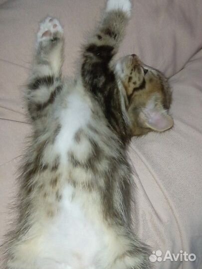 Котёнок девочка