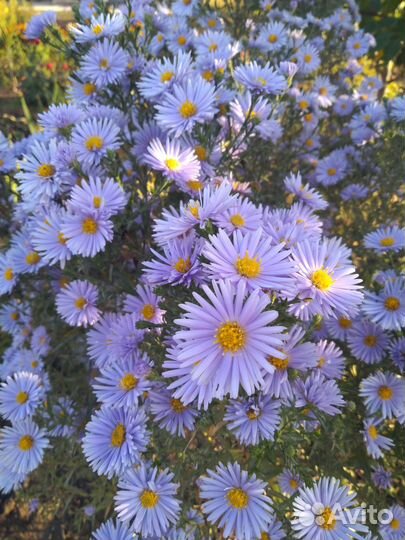 Многолетние новобельгийские астры
