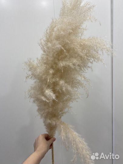 Помпасная трава