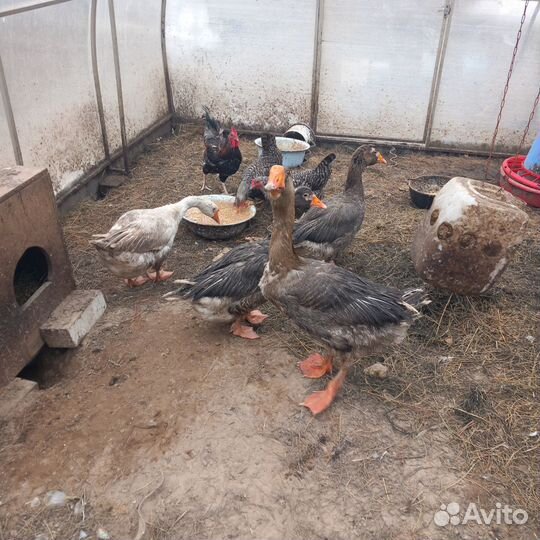 Инкубационные яйца гусей