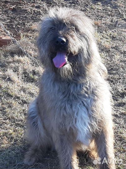 Среднеазиатская овчарка