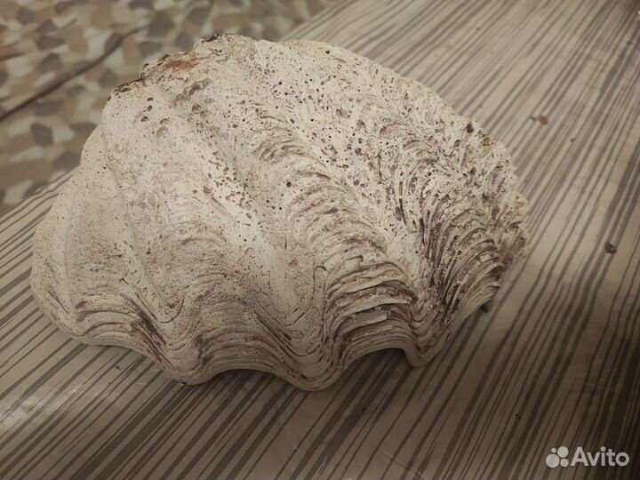 Морские ракушки раковины