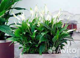 Спатифиллум, кислица, Сциндапсус, папоротник