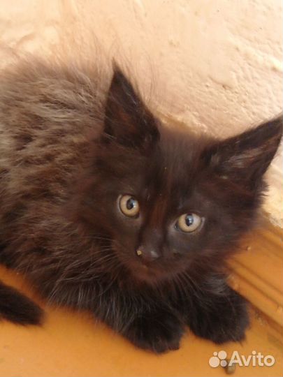 Кошка