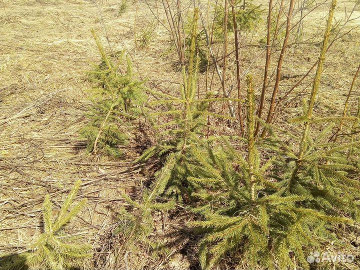 Ель, дуб, клен, береза, рябина, липа саженцы