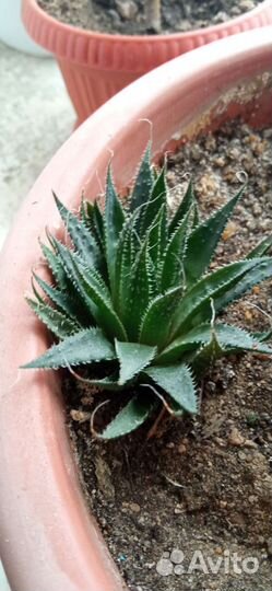 Хавортия травянистая